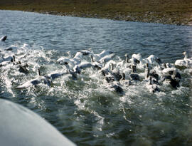 Snow geese in the water