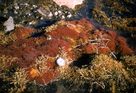 Coloured mosses and lichens.