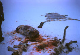 Kalout, our guide, picking up frozen caribou meat.