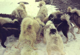 Kolout preparing seal meat for the dogs. Note the eyes of 12 hungry dogs and a whistle by Kolout ...