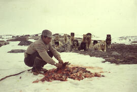 Kolout preparing seal meat for the dogs. Note the eyes of 12 hungry dogs and a whistle by Kolout ...